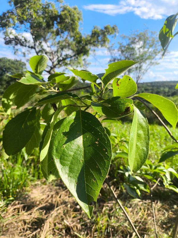 Identificação da planta imbuia por foto