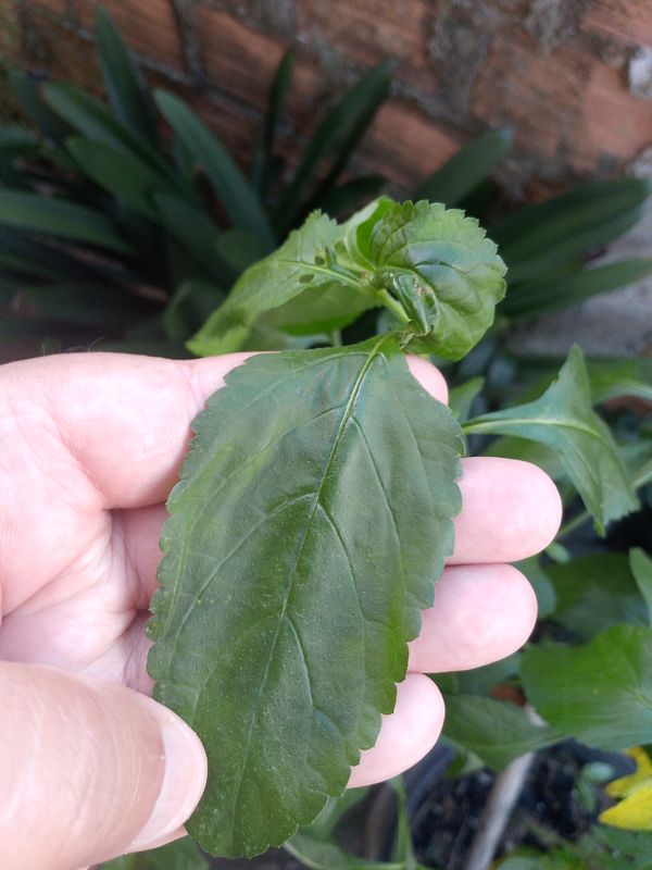 Identificação da planta Verbena de Nanã por foto