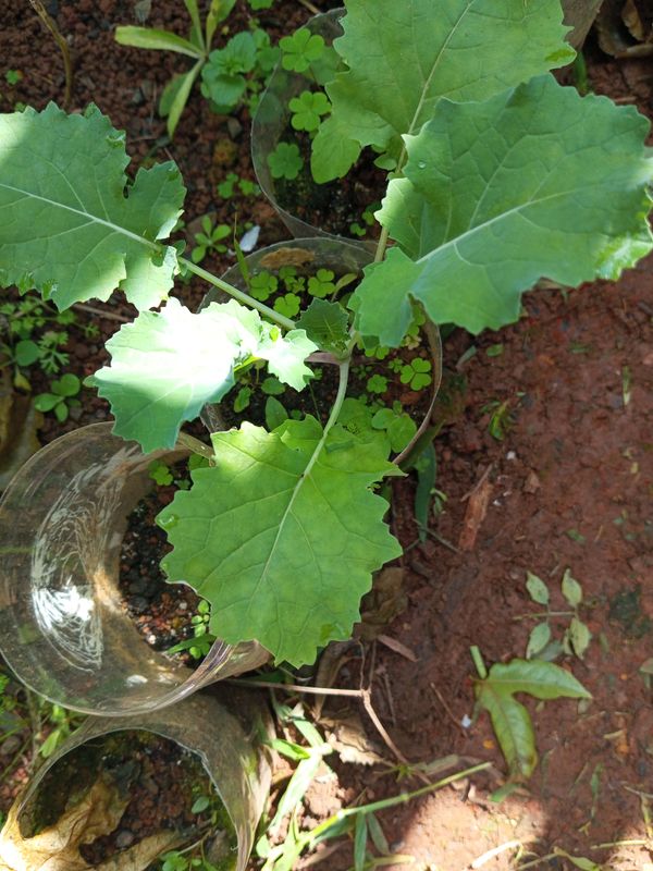 Identificação da planta Canola por foto