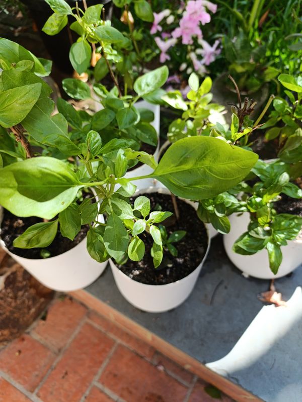 Identificação da planta Manjericão por foto