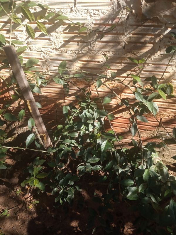 Identificação da planta Limão galego por foto