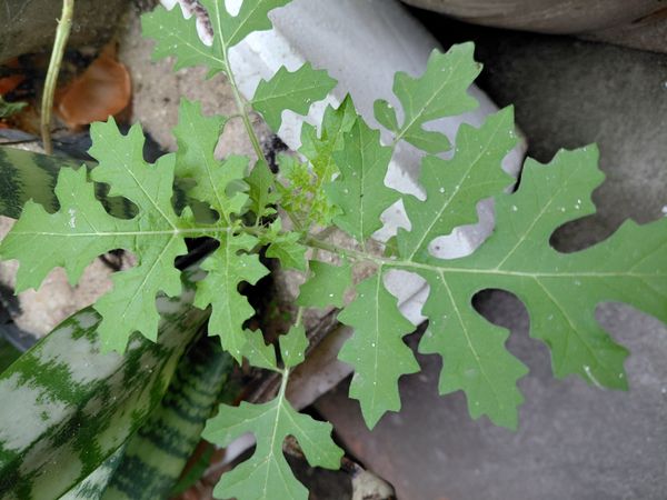 Identificação da planta Juá por foto