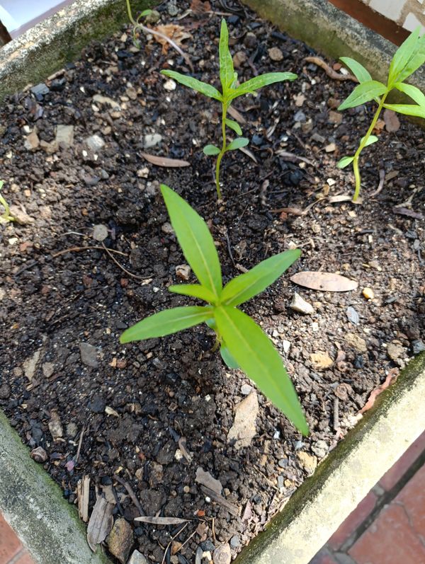 Identificação da planta Erva botão por foto
