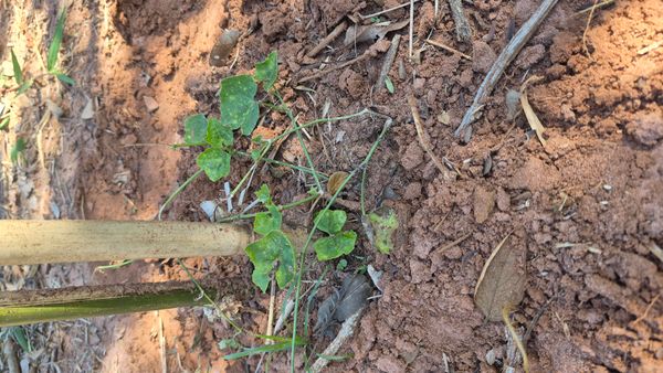 Identificação da planta Tindora por foto