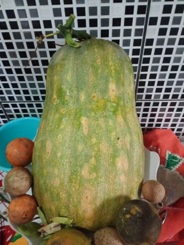 Identificação da planta Abóbora moranga por foto