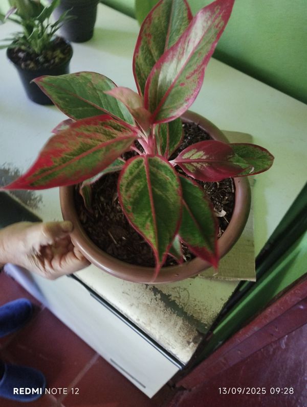 Identificação da planta Café de Salão por foto