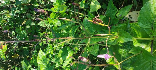 Identificação da planta Desconhecido por foto