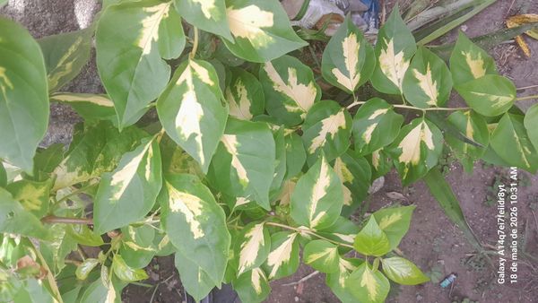 Identificação da planta Primavera por foto