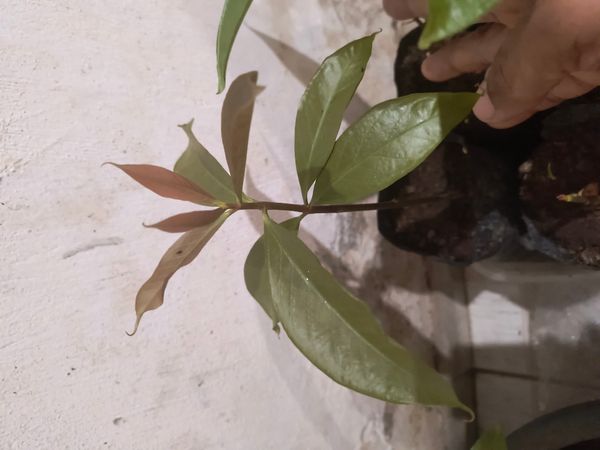 Identificação da planta Jambo por foto