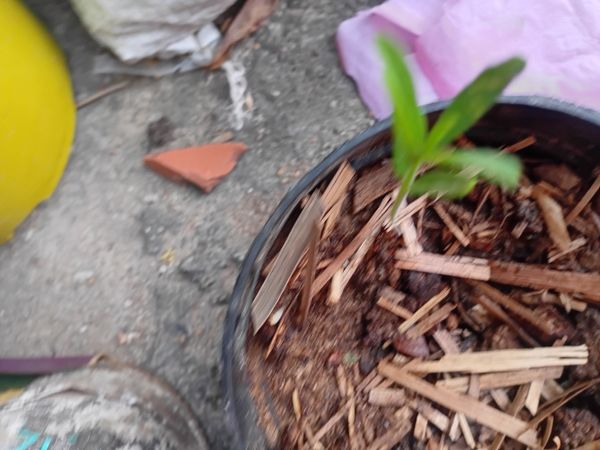Identificação da planta Gengibre por foto