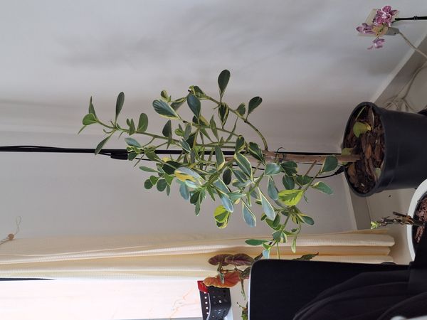 Identificação da planta Abaneiro por foto