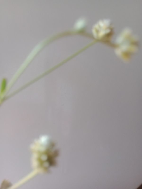 Identificação da planta Ginseng brasileiro por foto