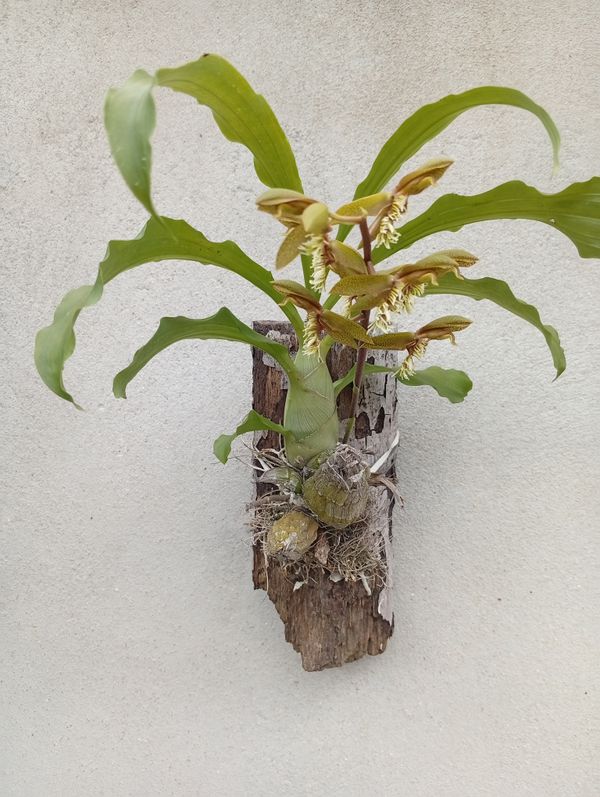Identificação da planta Catasetum barbatum é popularmente conhecida como "catasetum" por foto