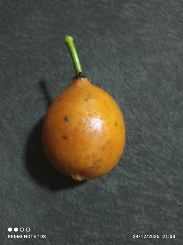 Identificação da planta Limãozinho por foto