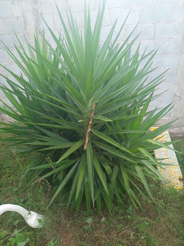 Identificação da planta Yucca por foto