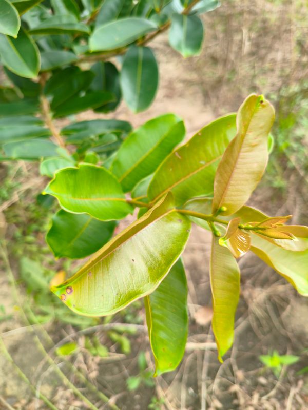 Identificação da planta Pacari por foto