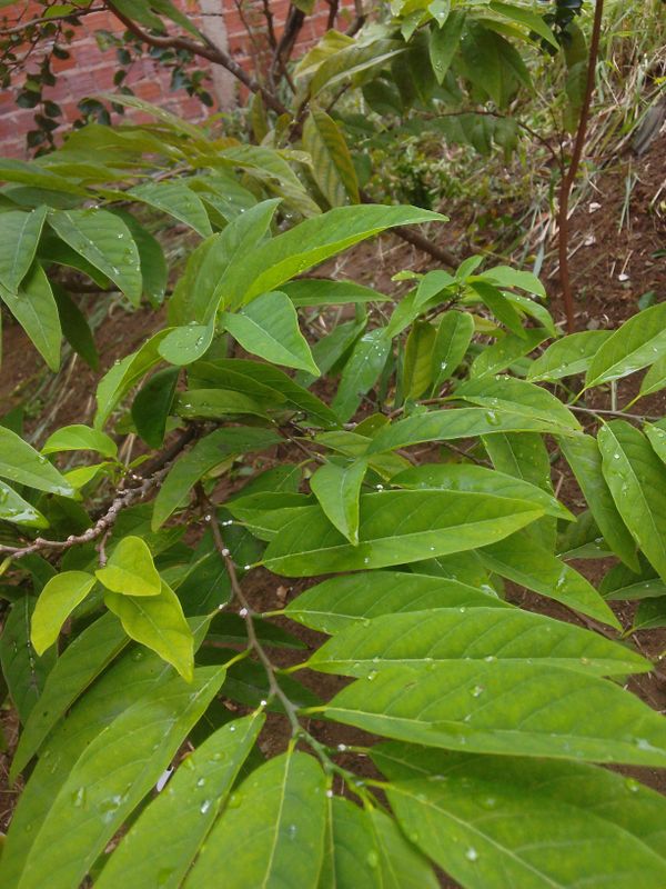 Identificação da planta Fruta-do-conde por foto