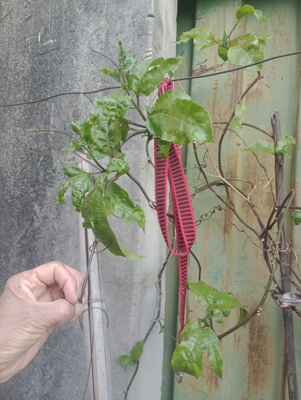 Identificação da planta Maracujá por foto