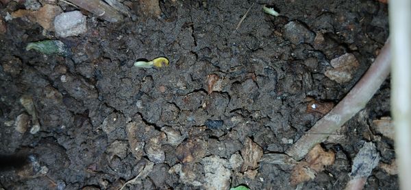 Identificação da planta Alface por foto