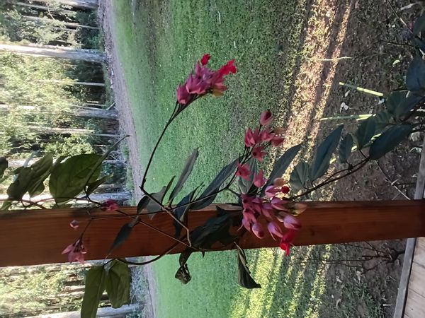 Identificação da planta Lágrima de Ceisto por foto
