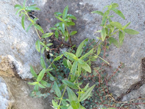 Identificação da planta Erva diamante por foto