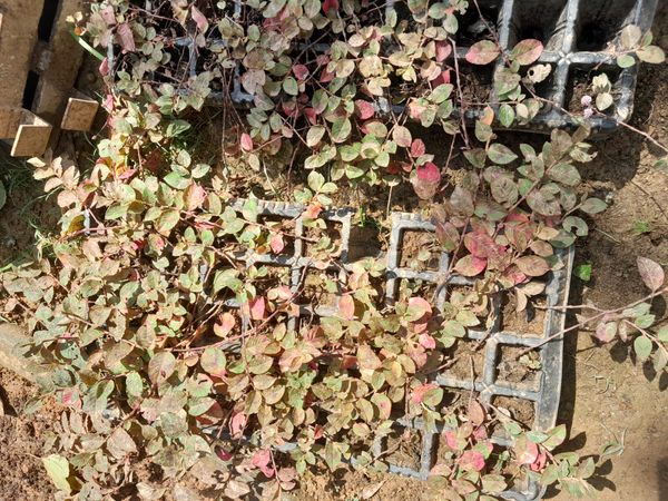 Identificação da planta alcaparra por foto