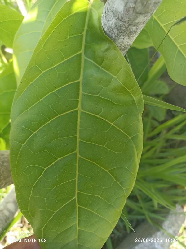 Identificação da planta Coité por foto