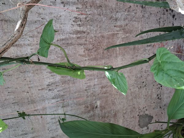 Identificação da planta Insulina por foto