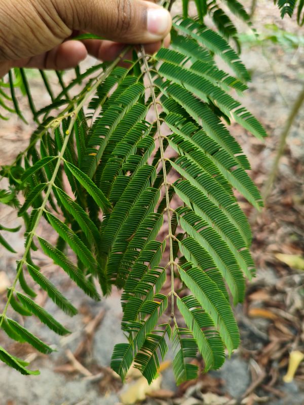 Identificação da planta leucena por foto