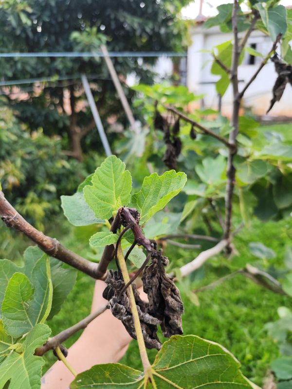Identificação da planta Figo por foto