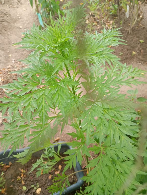 Identificação da planta Cosmos amarelo por foto