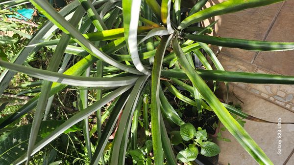 Identificação da planta Abacaxi por foto