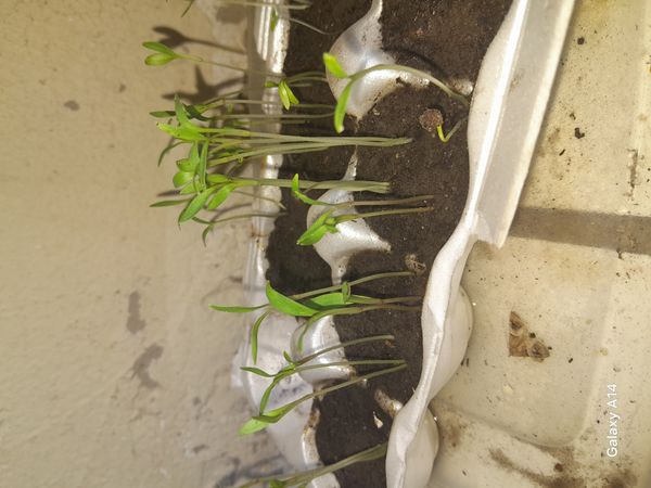 Identificação da planta Agrião por foto