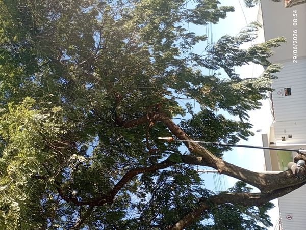 Identificação da planta Mafurreira por foto