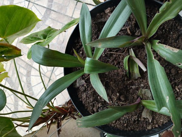 Identificação da planta Abacaxi-roxo por foto