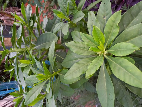 Identificação da planta Bredo-de-jardim por foto