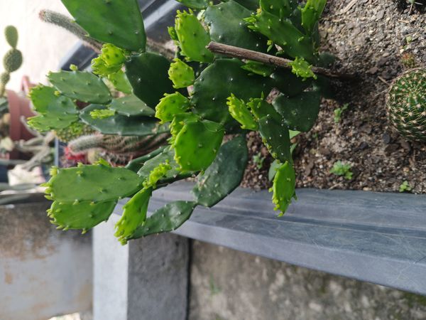 Identificação da planta Palma-de-cristo por foto