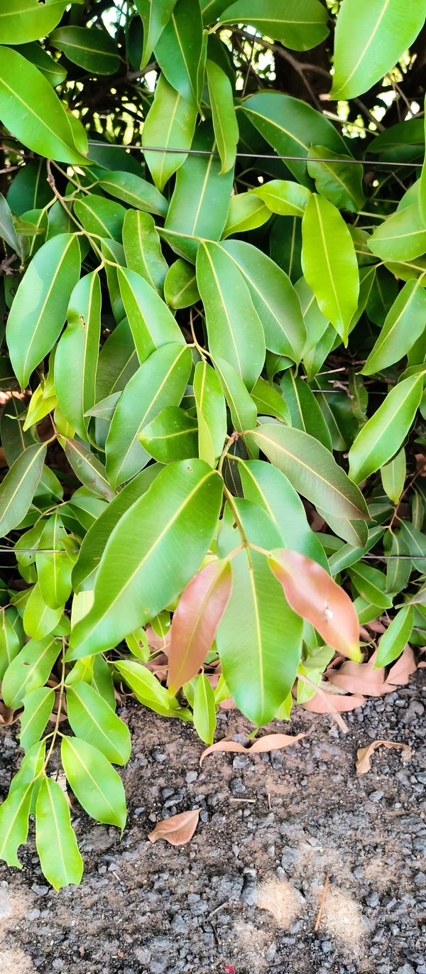 Identificação da planta Jamelão por foto