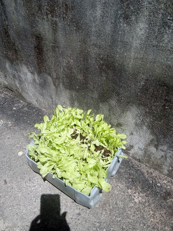 Identificação da planta Agrião por foto