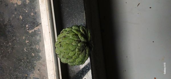 Identificação da planta Fruta-do-conde por foto