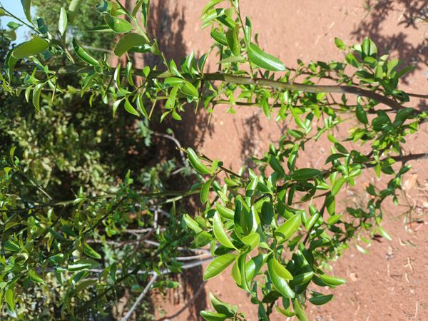 Identificação da planta Limão galego por foto