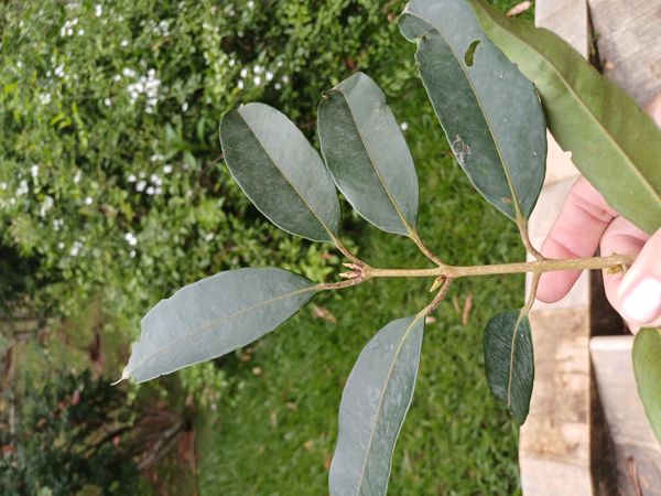 Identificação da planta Sem nome popular por foto
