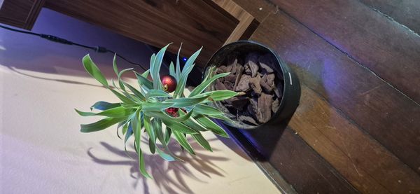 Identificação da planta Dracena Reflexa por foto