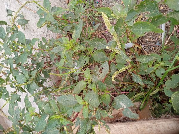 Identificação da planta Bredo-bravo por foto