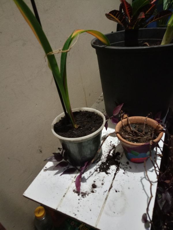 Identificação da planta Bela-dona por foto