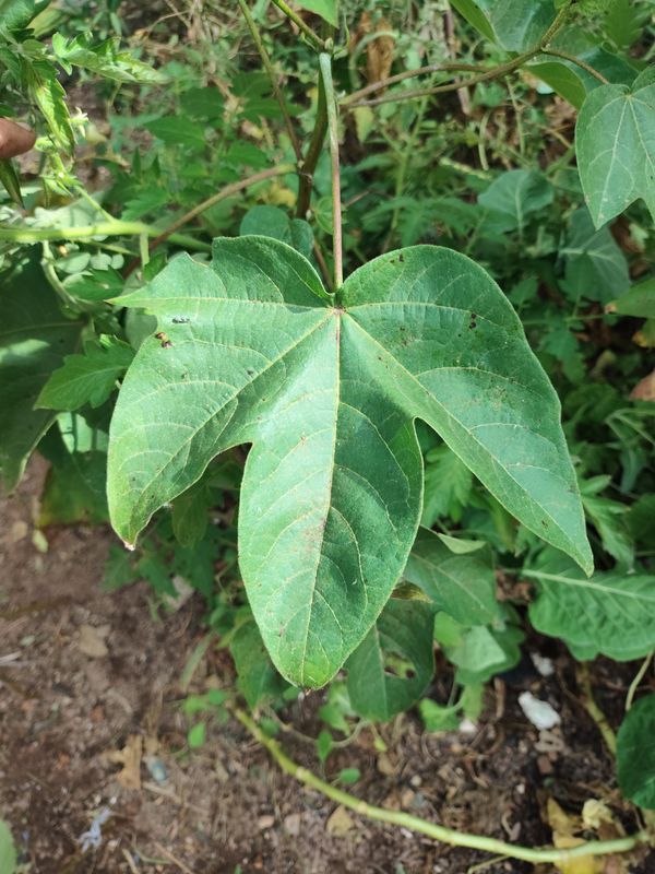 Identificação da planta Algodão por foto