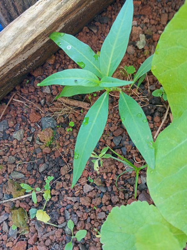 Identificação da planta Posso pesquisar para confirmar o nome popular no Brasil? por foto