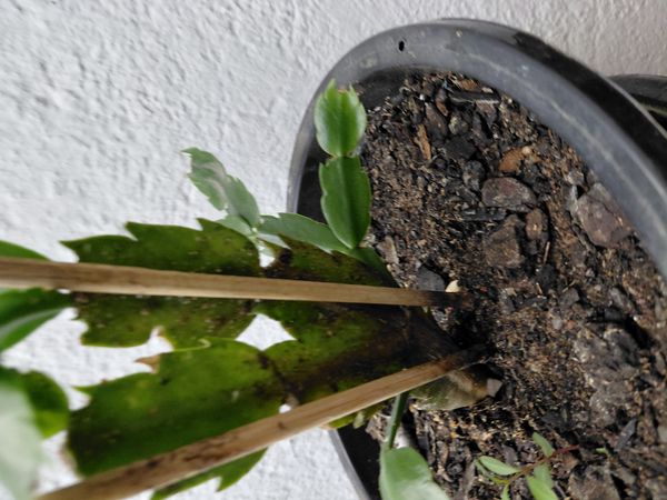 Identificação da planta Flor-de-maio por foto