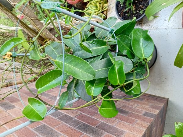 Identificação da planta Jasmim de Madagascar por foto