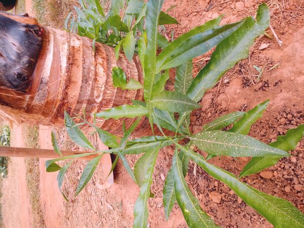 Identificação da planta Fruta-de-sabão por foto